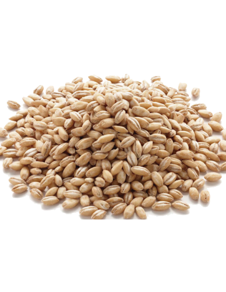 CEBADA EN GRANO SACO 25Kgr