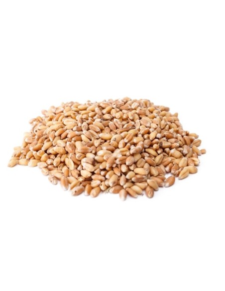 TRIGO EN GRANO SACO 25Kgr