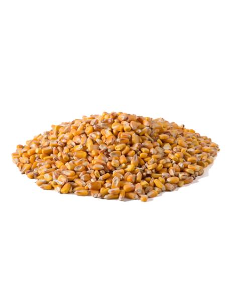 MAIZ EN GRANO SACO 10Kgr