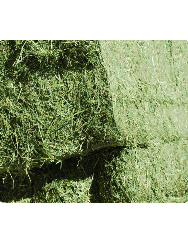 BALA DE ALFALFA 24-27KG APROX.