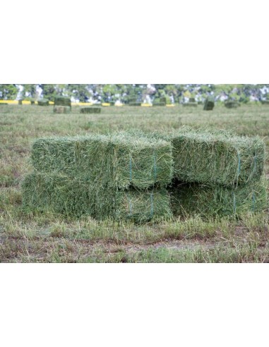 BALA DE ALFALFA 24-27KG APROX.
