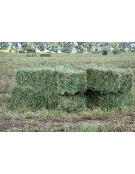 BALA DE ALFALFA 24-27KG APROX.