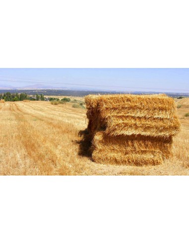 BALA DE PAJA 21-24KG APROX.